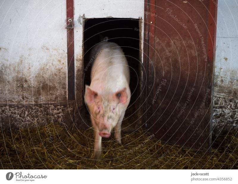 let it all hang out Swine Barn Farm animal Animal portrait Sow Front view Swinishness Pigsty Cattle breeding pigsty Agriculture Dirty door bedding