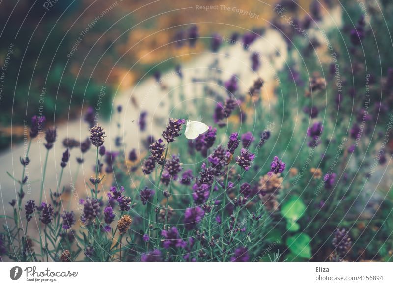 White butterfly on lavender Lavender Butterfly Exterior shot Nature Flower Insect Sprinkle Blossom Garden Blossoming Lavender field lavender flowers Violet