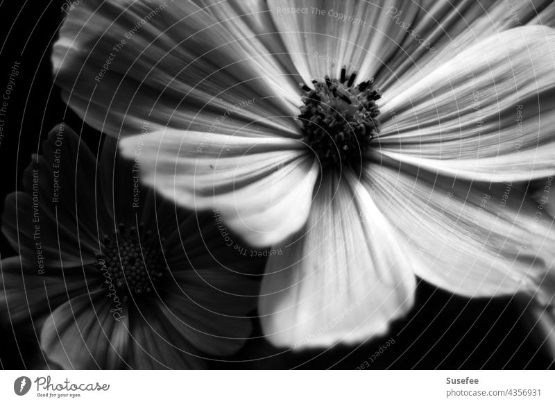 Light and shadow of a cosmea in black and white Blossom black-and-white Black & white photo Flower Garden macro Shadow Stripe Nature inner Plant Close-up Detail