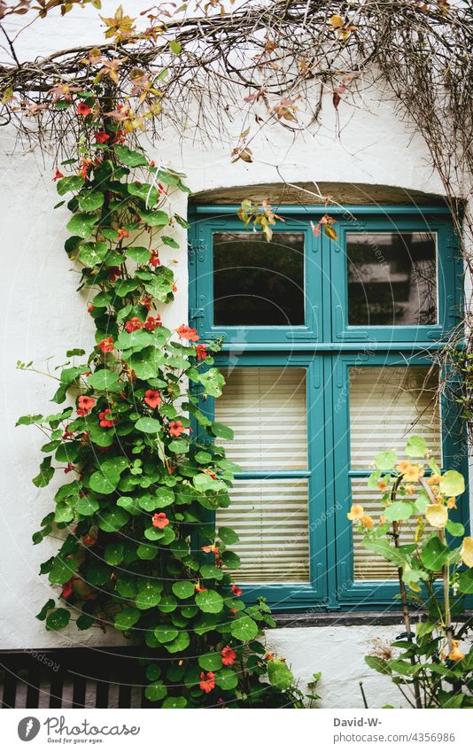 Climbing plant in front of a house wall - idyllic place Creeper Quaint Window Nature House (Residential Structure) Plant Black-eyed susan Window frame