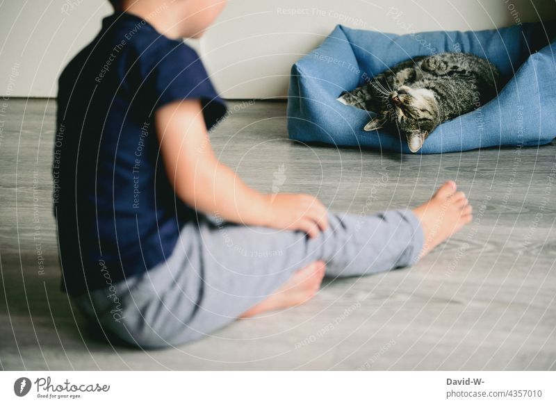 Child and cat on the floor Cat cat basket Observe Pet Be confident Cute Friends cautious Curiosity