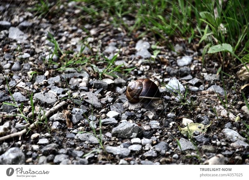 On a stony path - Saving green grows on the edge - A snail shell, brown. off paths and paths Snail shell escargot Crumpet Brown locked secluded stones Gravel