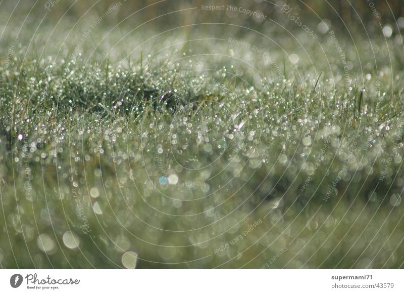 morning dew Grass Fresh Morning Drops of water Rope Sun