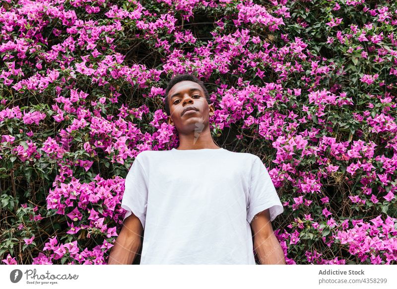 Dreamy black man with flowers in garden carefree dreamy enjoy bloom male ethnic african american bougainvillea summer serious park pink color gentle daydream