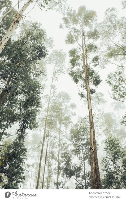 Tall trees growing in forest on foggy day woods tall mist cloudy scenery landscape environment sky woodland nature growth flora weather trunk tranquil gloomy