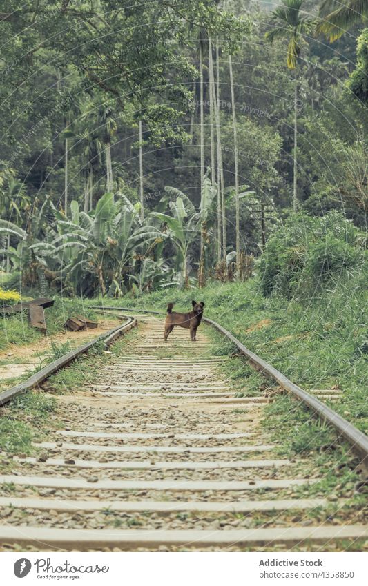 Cute dog standing on railroad in tropical forest railway animal exotic woods cute pet nature adorable friend fluff mammal canine environment green tranquil