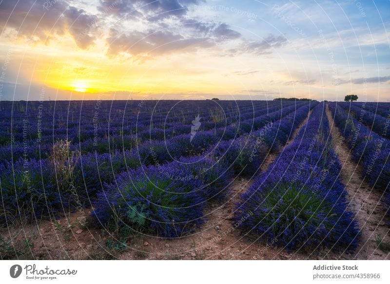 Lavender field at sunset lavender tree landscape flower sundown brihuega spain scenery picturesque environment idyllic fragrant flora row colorful sky vivid