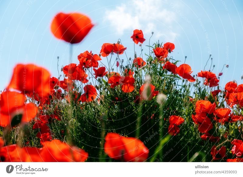 red poppy flowers in foreground and background on a hill under a blue summer sky poppies sloping many scene harmony wild wildflowers blooming dramatic natural