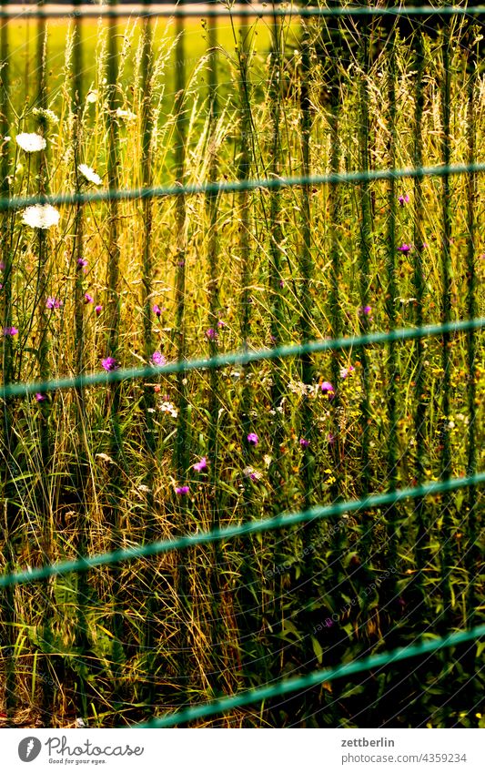 Fence from nature Metalware Border Partition Neighbor neighbourhood Real estate Meadow Willow tree Green Flower Blossom Summer summer meadow Nature wild meadow