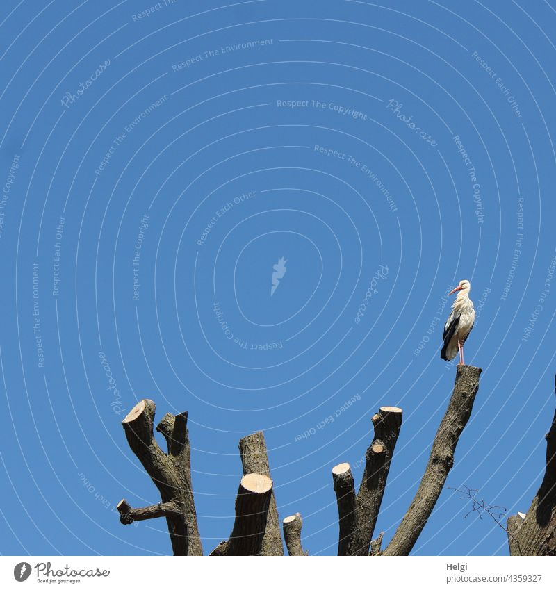 good view - a stork stands in front of a blue sky high up on a sawed off tree trunk Stork White Stork Tree Tree trunk sawn off Stand look lookout outlook Sky