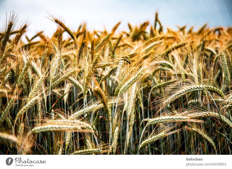 shortage spike Field Grain Summer Grain field Barley Rye Wheat Oats Agriculture Nature Ear of corn Cornfield Food Plant Idyll idyllically Agricultural crop