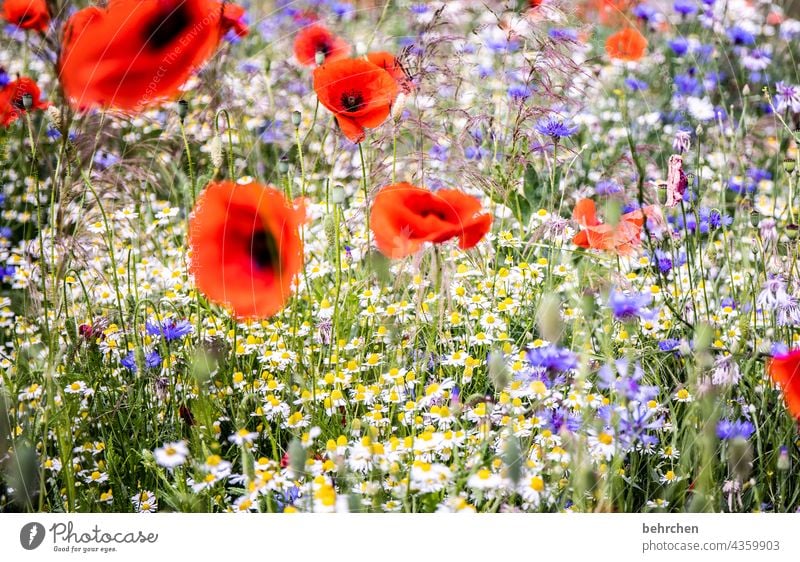 fluffy mo(h)ntag blossom Fragrance Blossom Nature Field fragrant Wild plant Landscape Poppy field poppies Pollen Plant Green Summery Blossom leave cornflowers