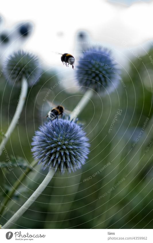 Ball thistle with bumblebees globe thistle Bumble bee Honey flora Foraging Blossom Insect Summer Deserted Flower Plant Colour photo Exterior shot Nectar Pollen