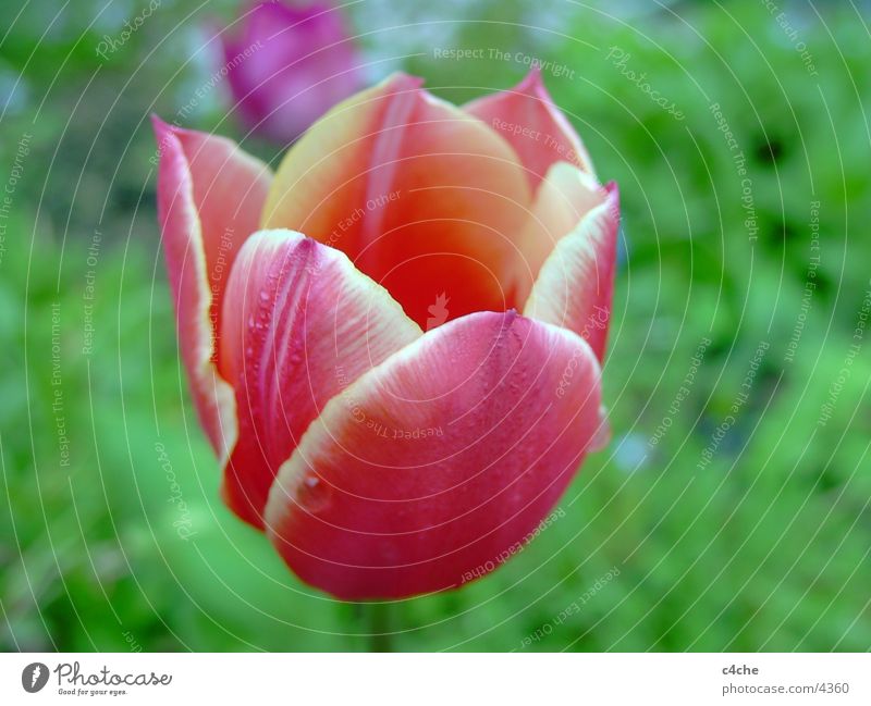 flower2 [tulip] Tulip Flower Red Near Nature Plant farmed