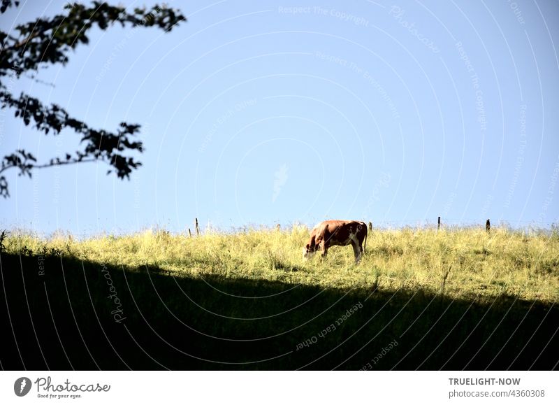A young cow takes advantage of the peaceful silence for a solitary breakfast in the morning sun on a mountain meadow overgrown with tall grass and marked by simple pasture fencing. If needed, the nearby forest offers her plenty of shade.