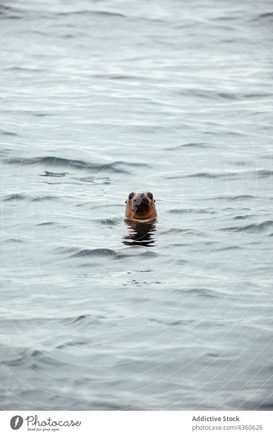 Sea seal poking its head out of the water outdoor mammal nature animal eye ocean blue grey outside wildlife environment marine coast swimming fluid liquid
