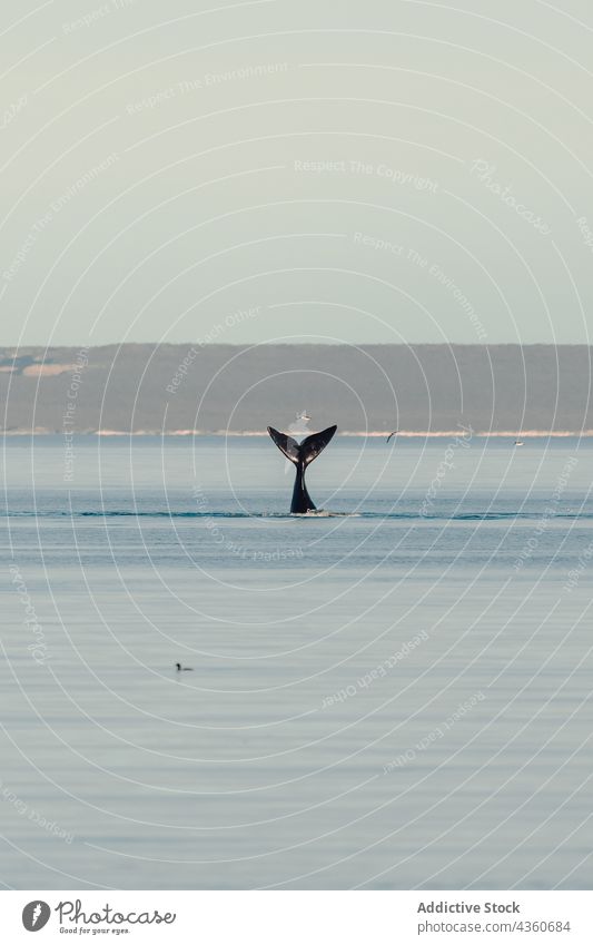 Whale coming out of the sea mammal whale animal nature water wildlife ocean marine jump no people powerful travel cetacean biology discovery horizon strong wave
