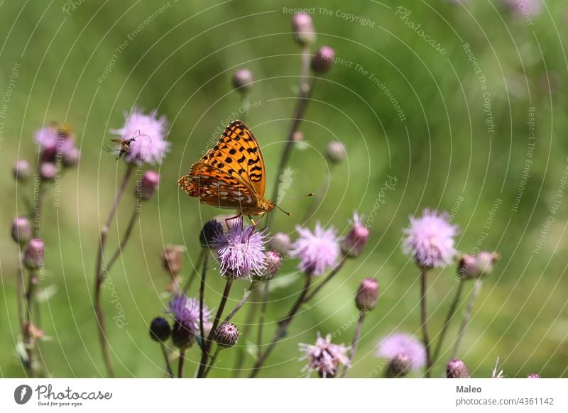 Beautiful close-up of a silver-washed fritillary butterfly sitting on a flower beautiful insect background nature summer colorful wildlife macro orange bright