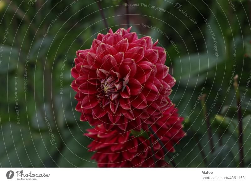 Isolated natural dahlia flower on green background aroma autumn beautiful beauty bed bloom blooming blossom botany bouquet bright bush closeup color cultivated