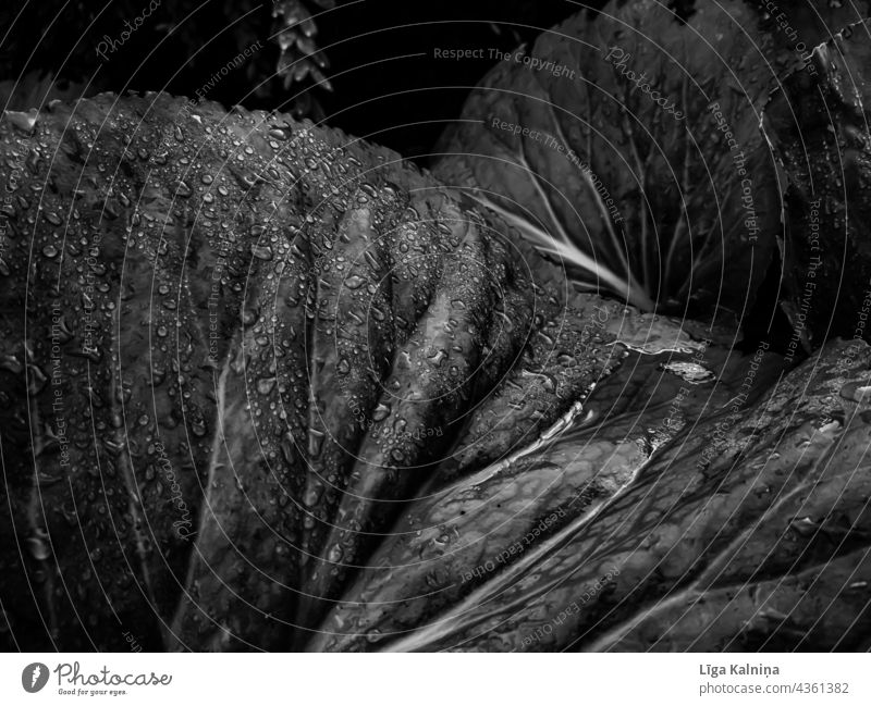 Leaves with water drops in black and white Leaf Nature Black & white photo Water Rain Drops of water Plant Wet Damp Close-up Macro (Extreme close-up) Detail Dew