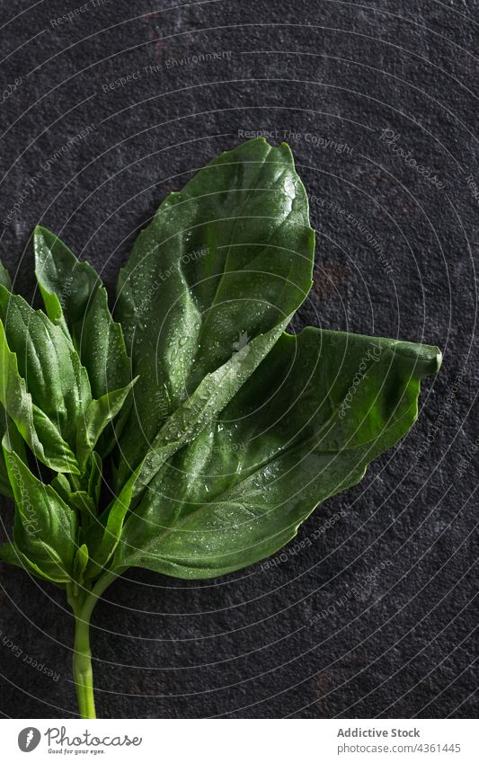Fresh basil leaves fresh herb green isolated ingredient droplets water plant food leaf raw spice closeup aromatic background healthy organic vegetarian natural