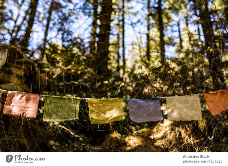 Prayer flags hanging on rope in forest buddhist prayer religious religion colorful buddhism symbol nepal tradition nature bright culture woods woodland sunny