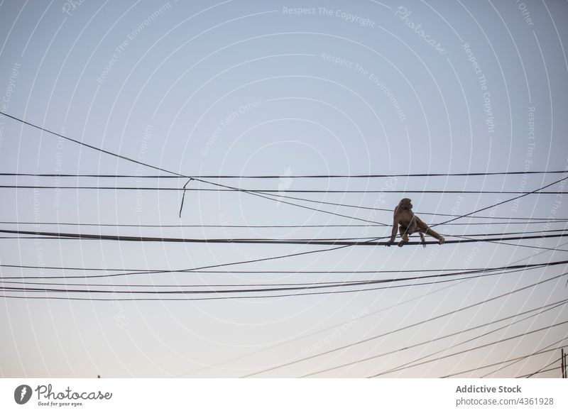 Little monkey sitting on ropes against sunset sky macaque sundown animal wild cute evening nepal adorable summer twilight small little mammal nature tranquil