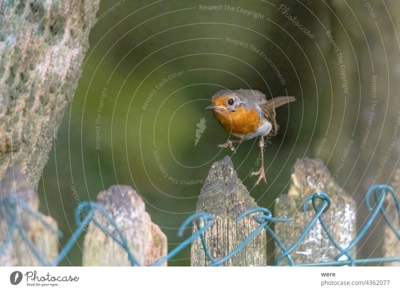 A robin jumps on a wooden fence Erithacus rubecula Robin animal bird bird feeder bird feeding branch branches cold copy space cuddly soft feathers fly food