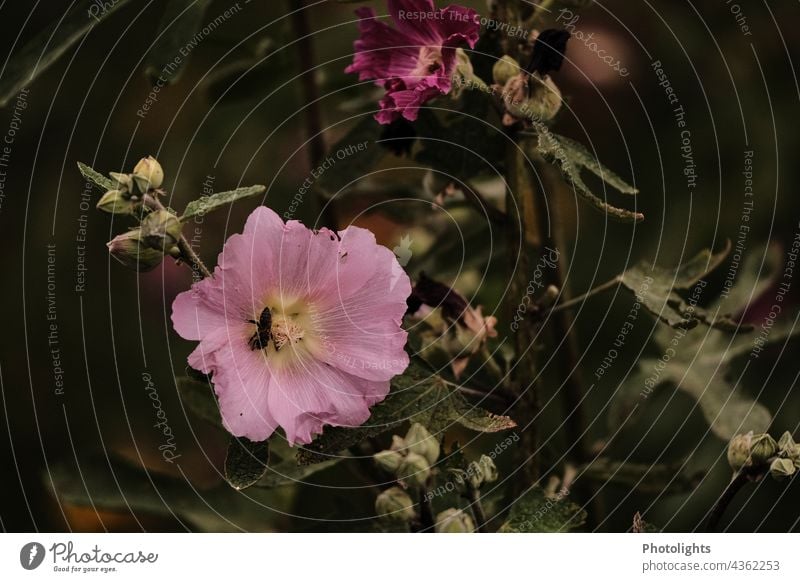 Pink flower of a hollyhock Hollyhock Blossom July Plant Flower leaves Leaf buds Summer Nature Blossoming Green Spring Colour photo Exterior shot Close-up Garden