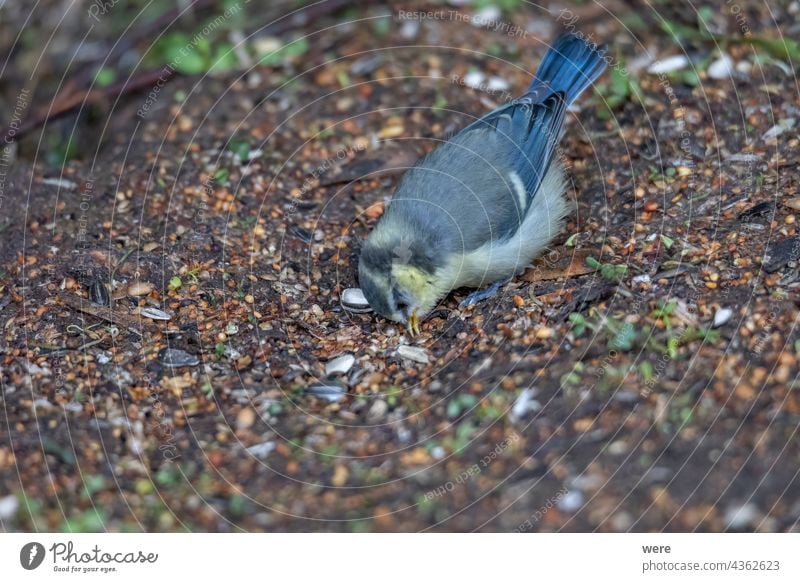 A blue tit at a feeding place Blue tit Cyanistes caeruleus Parus major Winterbird animal animal Theme animal themes bird feeding branch branche branches cold