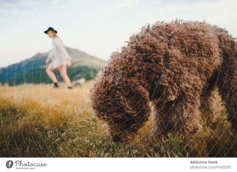 Cheerful woman playing with dog on hill in mountains run labradoodle having fun carefree stick together playful female owner canine happy nature friend cheerful
