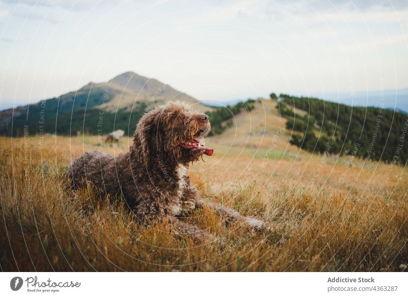 Fluffy Labradoodle dog sitting on meadow in mountains labradoodle cute animal fluff highland tongue out adorable canine mammal domestic pet friend calm brown