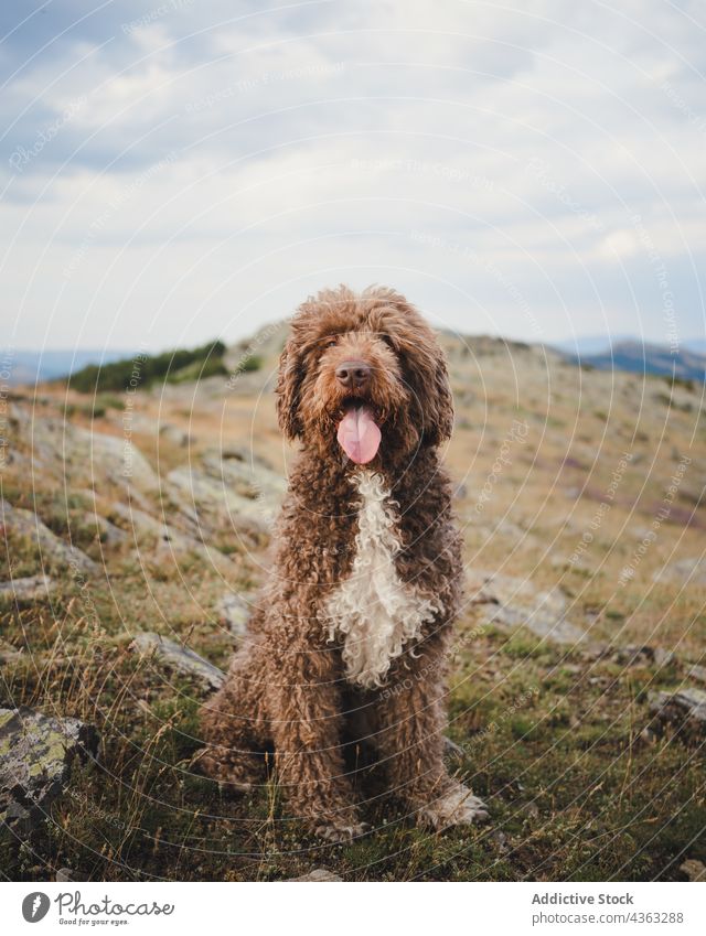 Fluffy Labradoodle dog sitting on meadow in mountains labradoodle cute animal fluff highland tongue out adorable canine mammal domestic pet friend calm brown