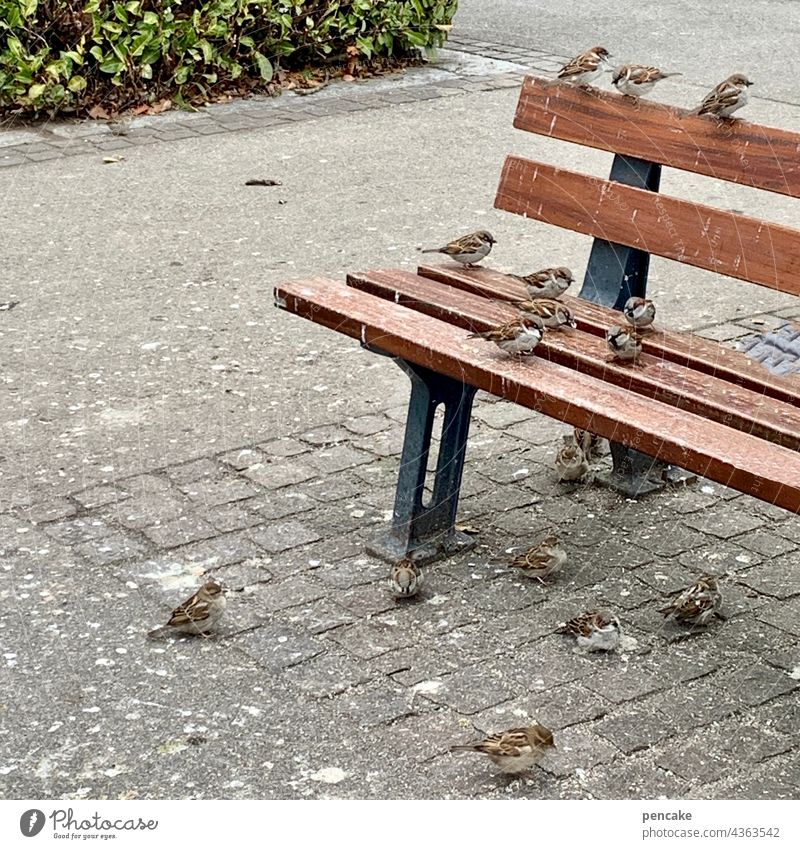 The brown park bench, occupied by sparrow children, they are gone in no time. Park bench Bench Sparrow Bird Sparrows Animal Exterior shot Wild animal