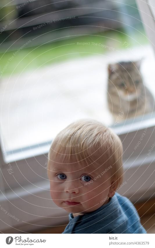 Purity law l encounter between glass l the boy & the tomcat l look in opposite direction l child & animal separated in case of cat hair allergy l sitting opposite each other l glances meet when window is open l anticipation & curiosity l Open sesame