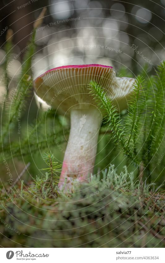 gnawed mushroom hat from frog perspective Mushroom Woodground Nature Forest Moss Plant Mushroom cap Colour photo Autumn Worm's-eye view Growth Deserted
