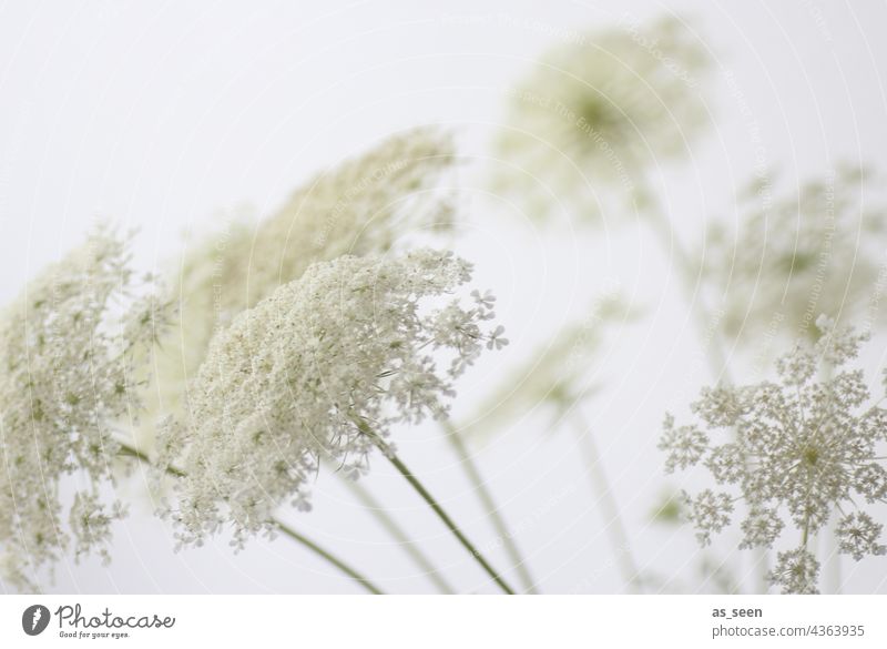 tender blooms Yarrow White High-key Blossom blossoms Summer Blossom Star umbel Apiaceae Plant Flower Nature Deserted Colour photo Blossoming Close-up