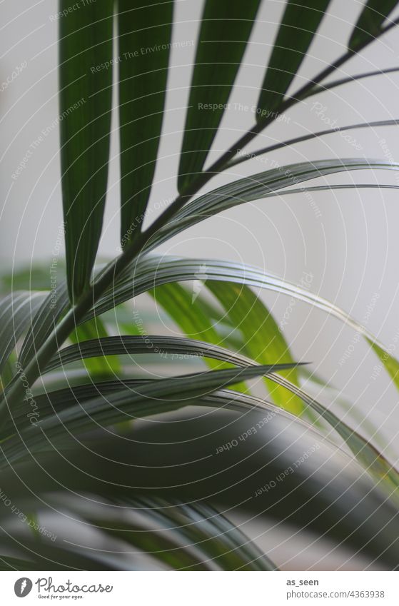 palm fronds Palm tree Golden Palm Green Plant Leaf Nature Close-up Summer Vacation & Travel Deserted Colour photo Gray Neutral Background Exterior shot Tree