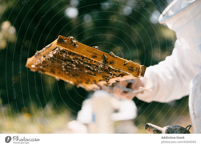 Anonymous beekeeper checking honeycomb in summer day apiary examine agriculture apiculture work protect sunlight professional equipment beehive farm person