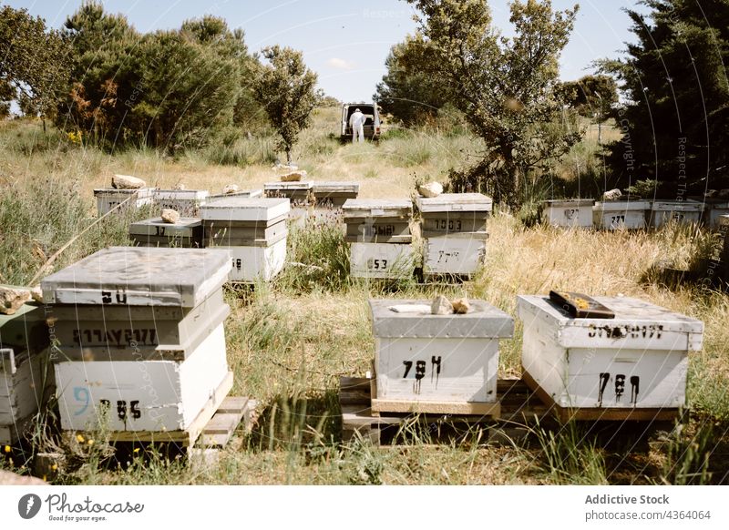 Beehive boxes in apiary in summer day beekeeper beehive agriculture apiculture work professional farm person nature countryside job structure wooden garden
