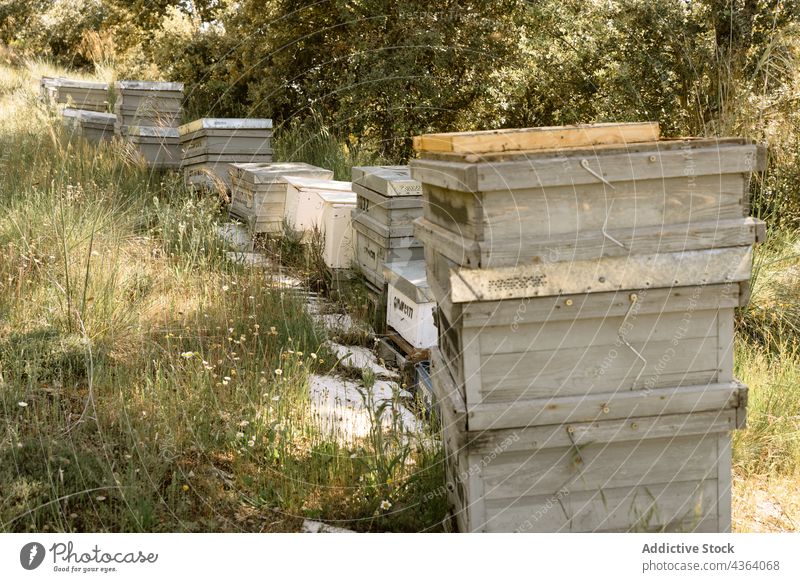 Beehive boxes in apiary in summer day beehive agriculture apiculture work farm nature countryside job structure wooden garden beekeeper field rural farmer honey