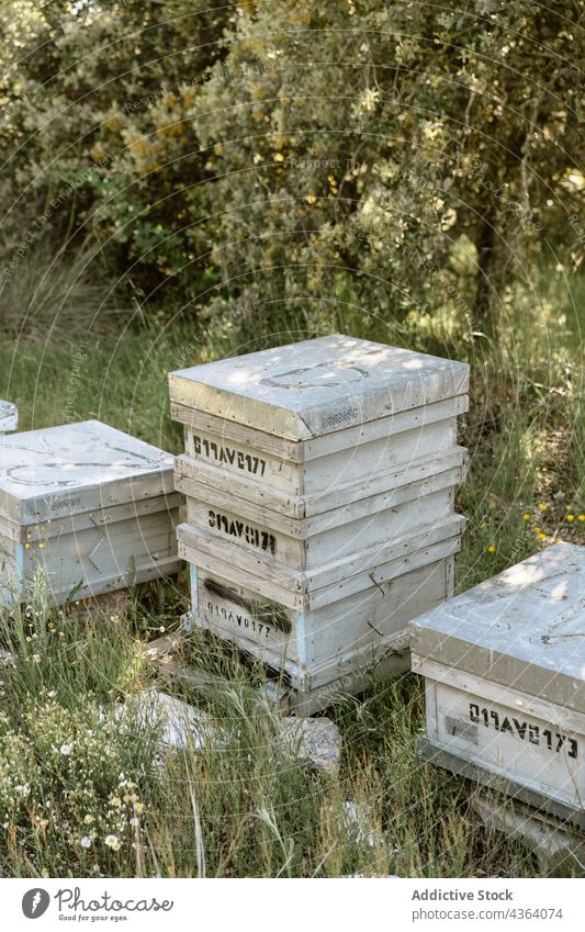 Beehive boxes in apiary in summer day beehive agriculture apiculture work farm nature countryside job structure wooden garden beekeeper field rural farmer honey