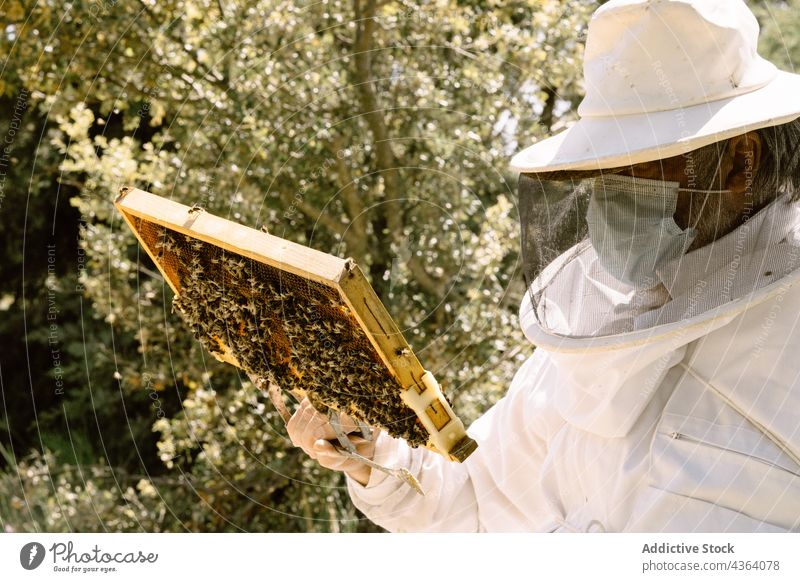 Beekeeper checking honeycomb in summer day man beekeeper apiary examine mask covid 19 agriculture apiculture work protect sunlight male pandemic professional