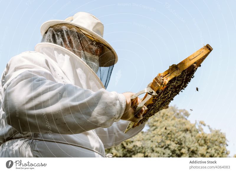 Beekeeper checking honeycomb in summer day beekeeper apiary examine agriculture apiculture work protect sunlight professional equipment beehive farm person