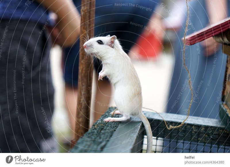 A white mouse makes males outside its cage Mouse Rat Rodent White Cage Pet Tails cute Animal Fear Diminutive Animalistic Mammal Protection Cute Disgust timidly