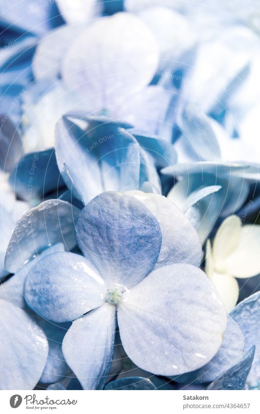 Close up detail of freshness blue fragile flowers bouquet background macro nature floral close up beauty hydrangea summer delicate spring decoration plant