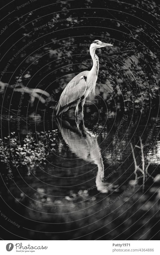 Grey heron standing in the water of a pond herons Pond Lake waterfowl Reflection in the water Bird Water Animal Nature Exterior shot Heron Black & white photo