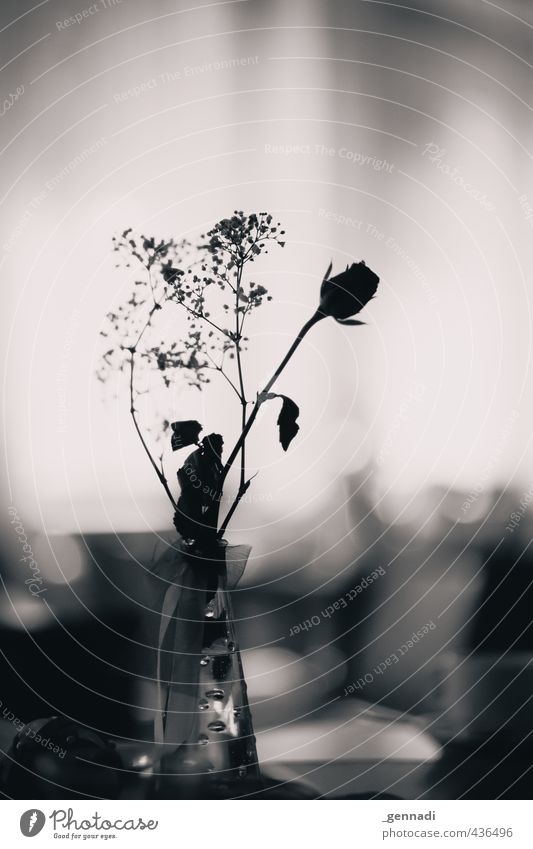 Roses are black and white Flower Decoration Vase Blur Table decoration Calm Jewellery Curlicue Wedding Registry Black & white photo Interior shot Deserted