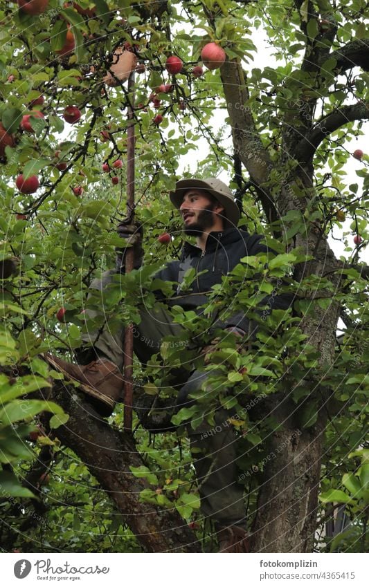 young man sits in apple tree to pick apples Apple tree Pick Harvest Apple harvest Apple season self-sufficiency self-catering harvest season Young man