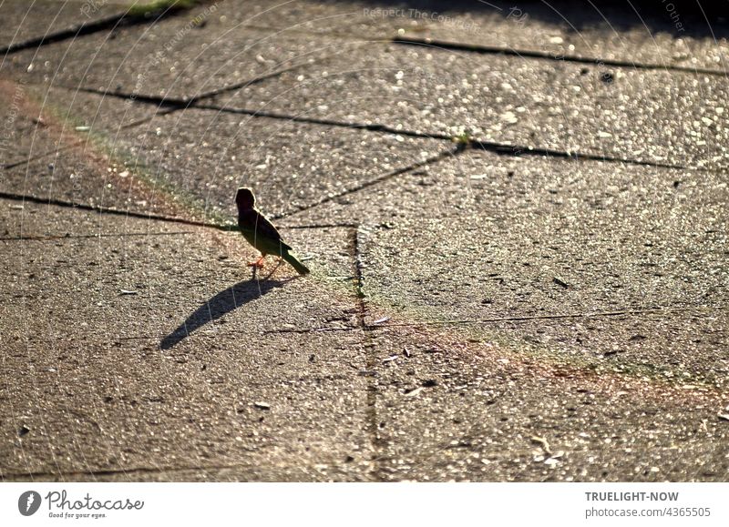 Lonely the bird. Small, in the evening sunshine. Shadow, bright the stone. Bird Sparrow redstart Silhouette Slim Wild animal Town Park Places Stone slab